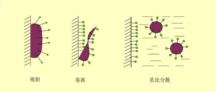 （图：表面活性剂的去污过程）